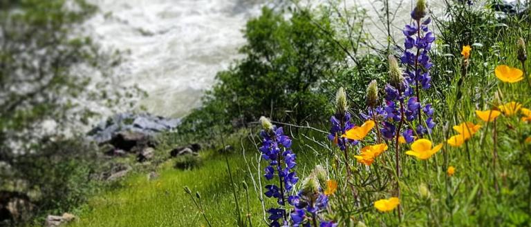 pg-7-candice-rogers-south-yuba-river-state-park.jpg