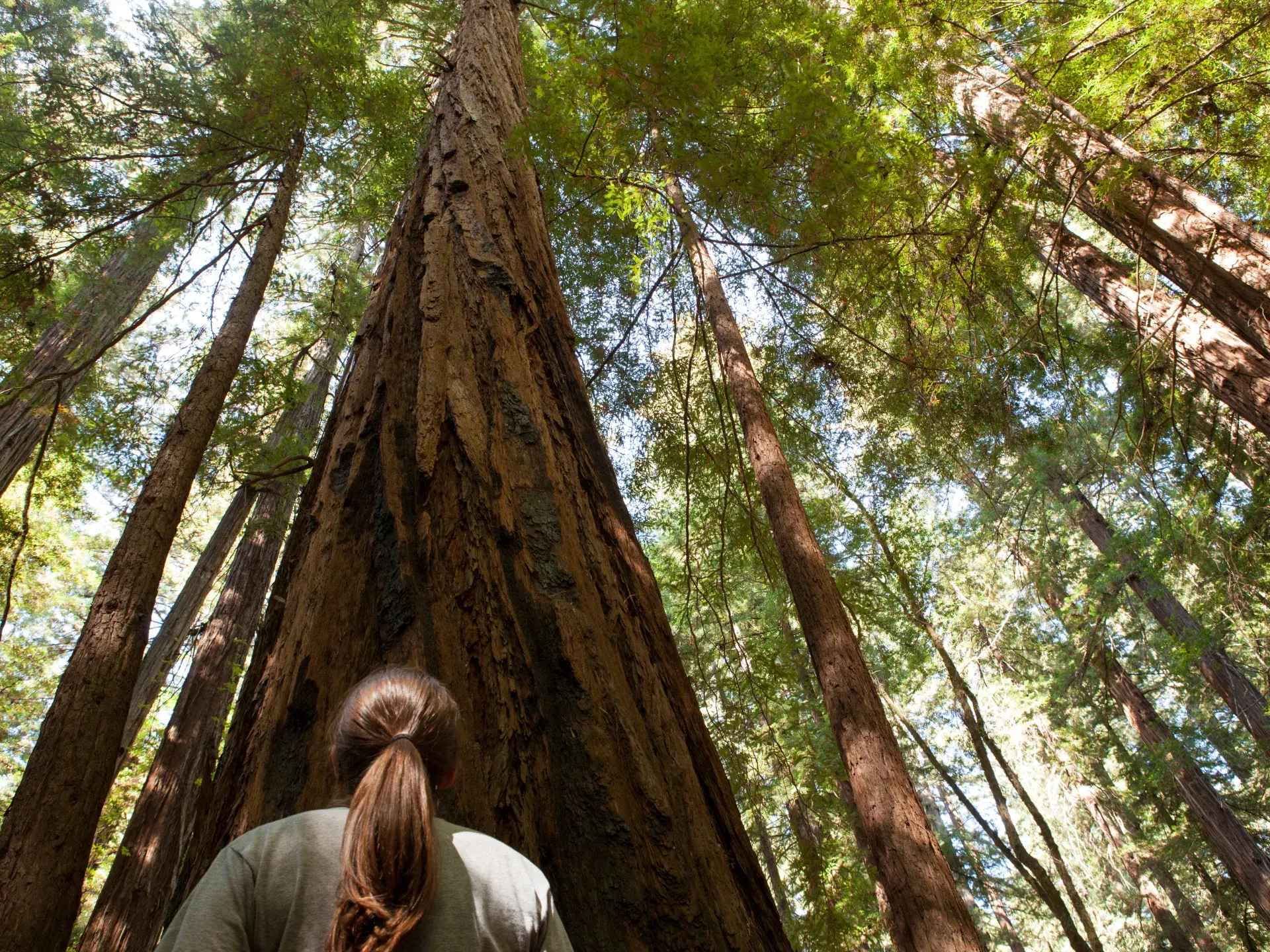 Armstrong Redwoods State Natural Reserve