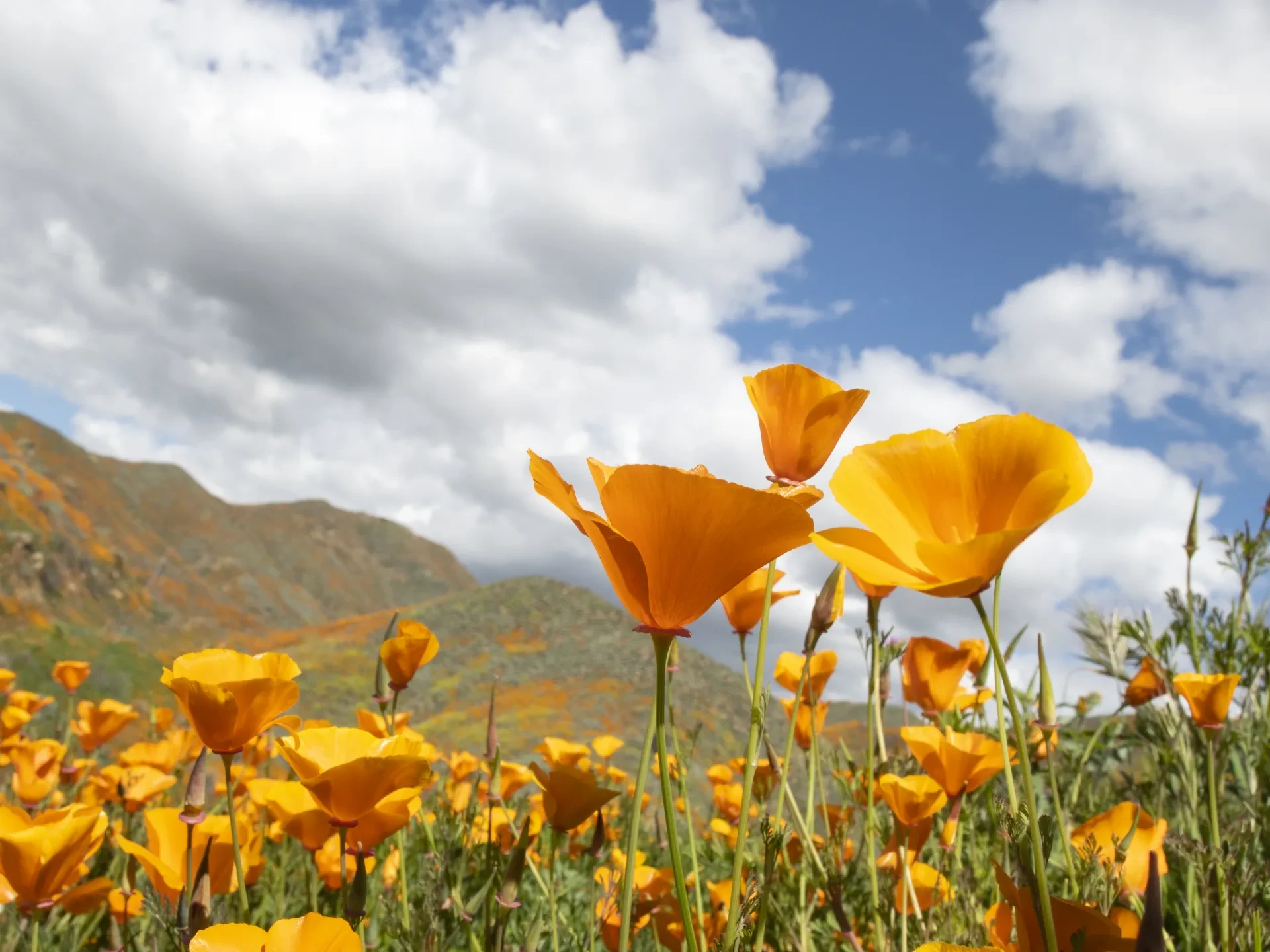 Poppy in bloom