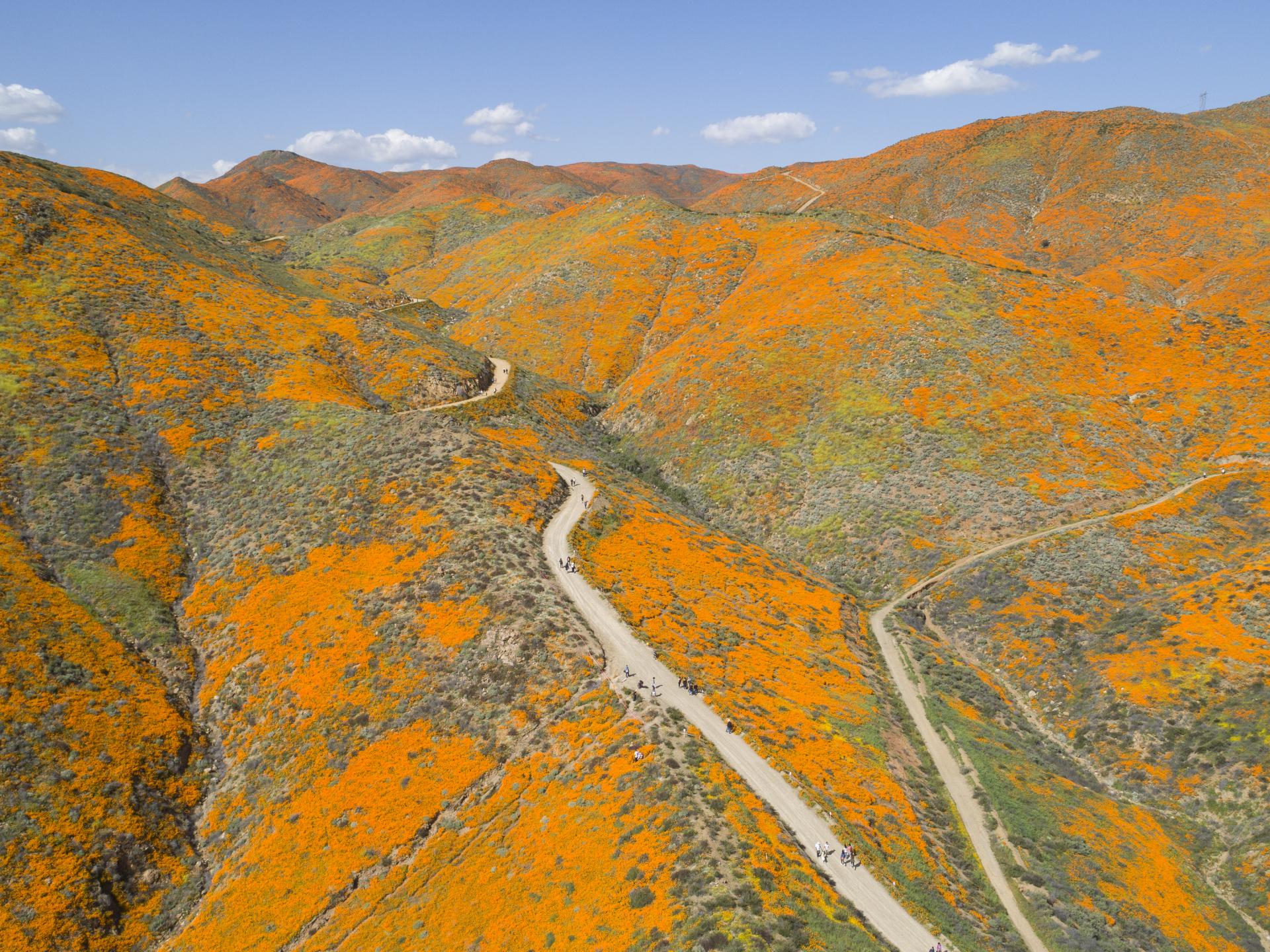 Antelope Valley California Poppy Reserve State Natural Reserve: 