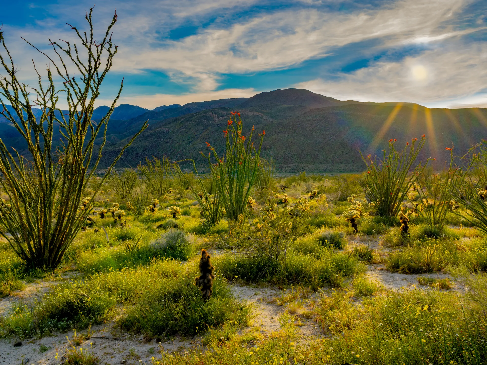 In 2021, over 17,500 acres of land were added to Anza-Borrego Desert State Park 