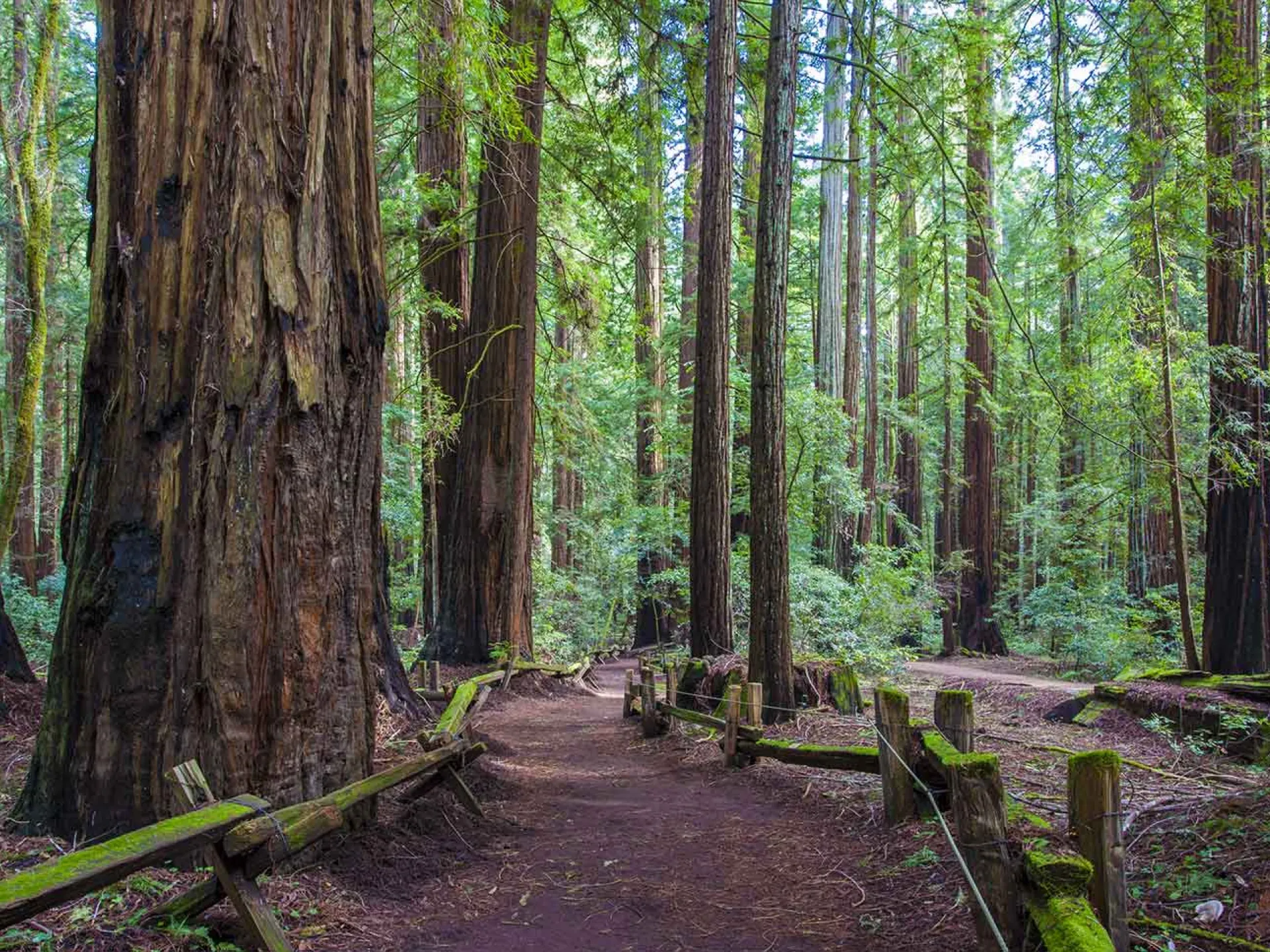 The Discovery Trail at Armstrong Redwoods State Natural Reserve | Courtesy of RedwoodHikes.com. https://www.redwoodhikes.com/Armstrong/Armstrong.html 