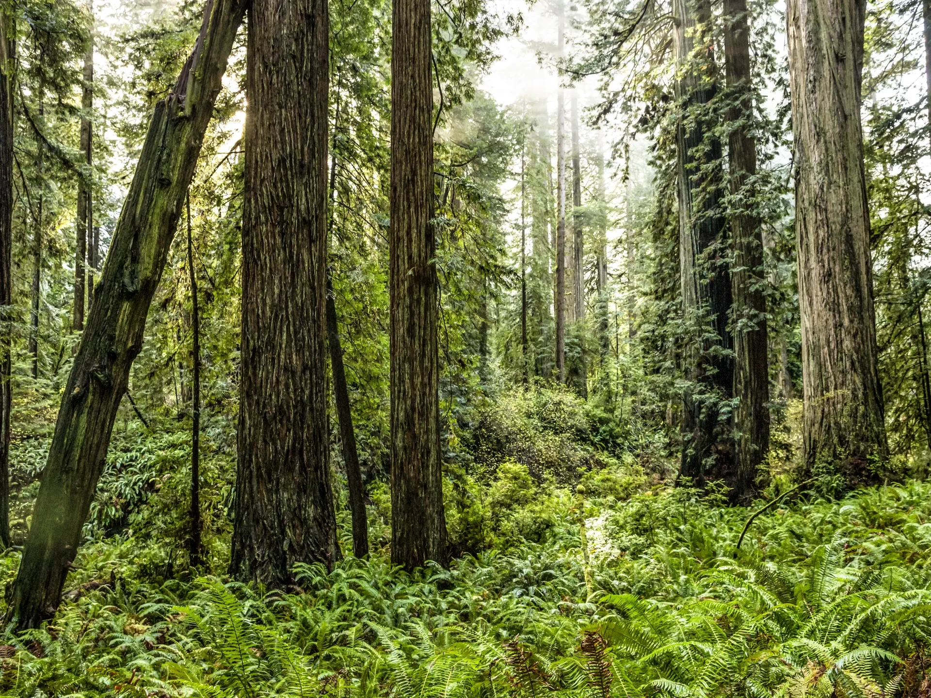 Prairie Creek Redwoods State Park: 