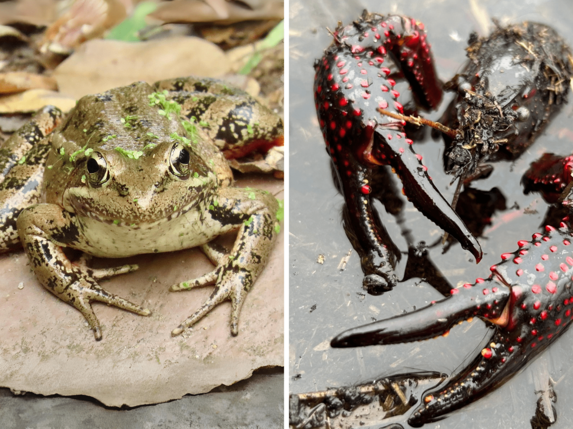 The endangered California red-legged frog (left) and the invasive red swamp crayfish (right).