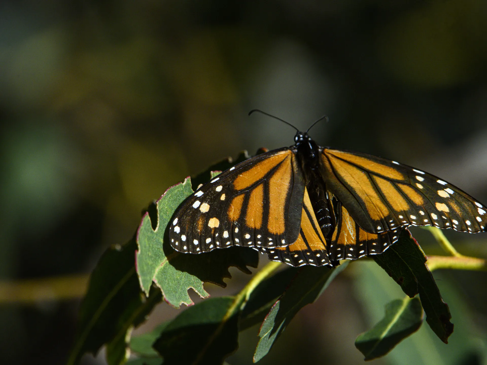 Annual migration of monarch butterflies in California shows sign