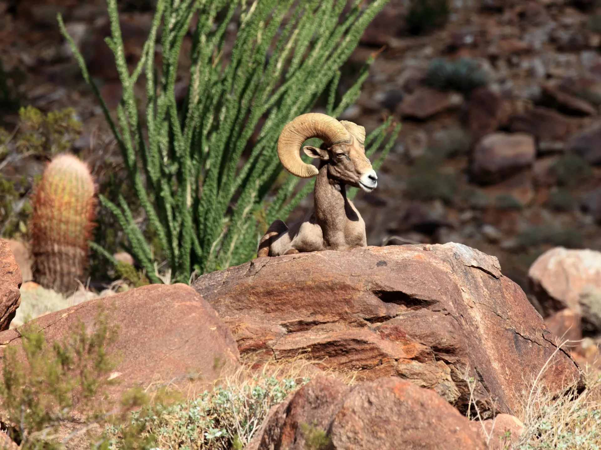 Desert bighorn sheep (Ovis canadensis nelsoni) resting in Anza-Borrego desert. Be sure to keep your distance! 
