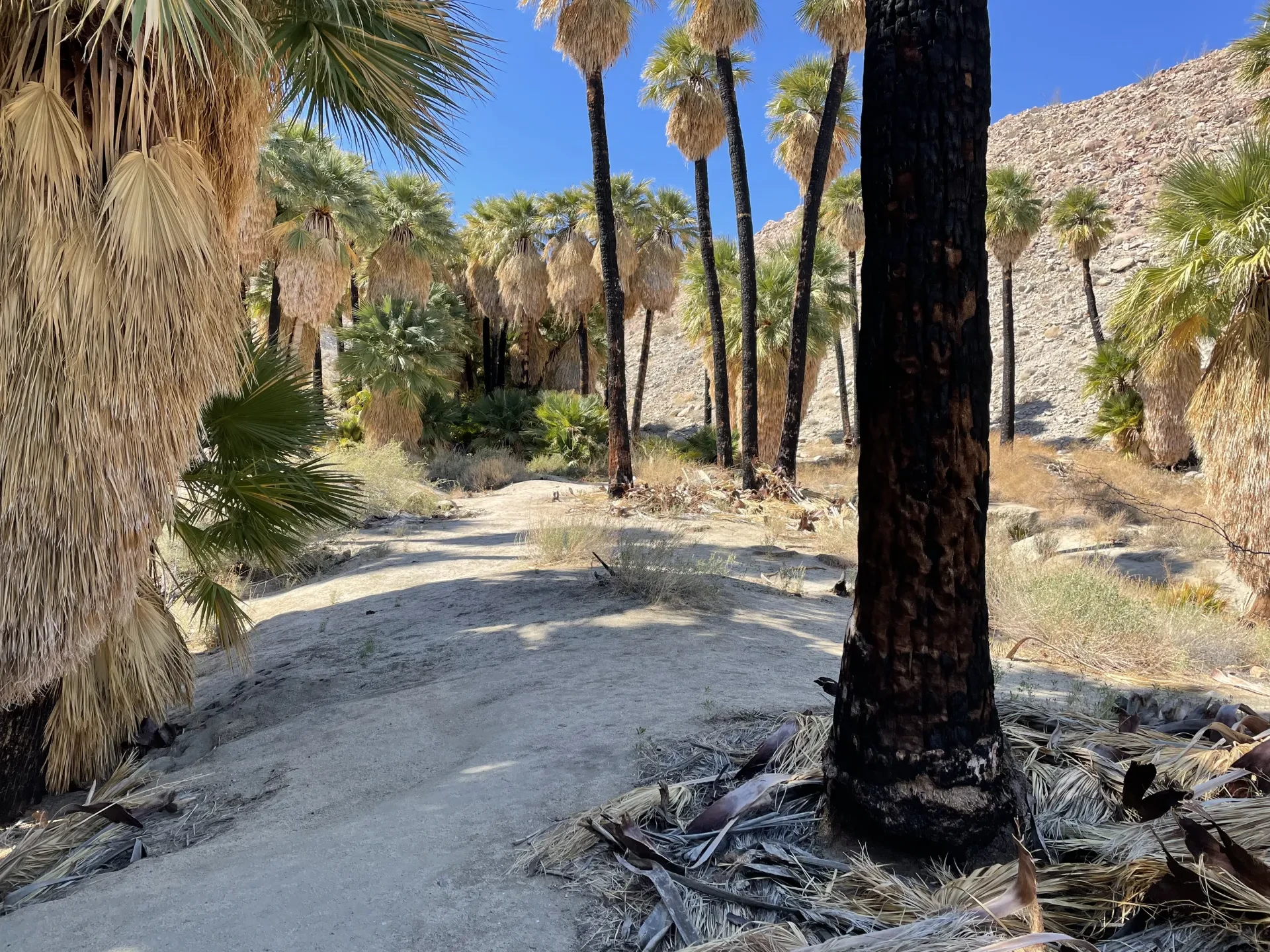 Hiking up to Palm Canyon. 