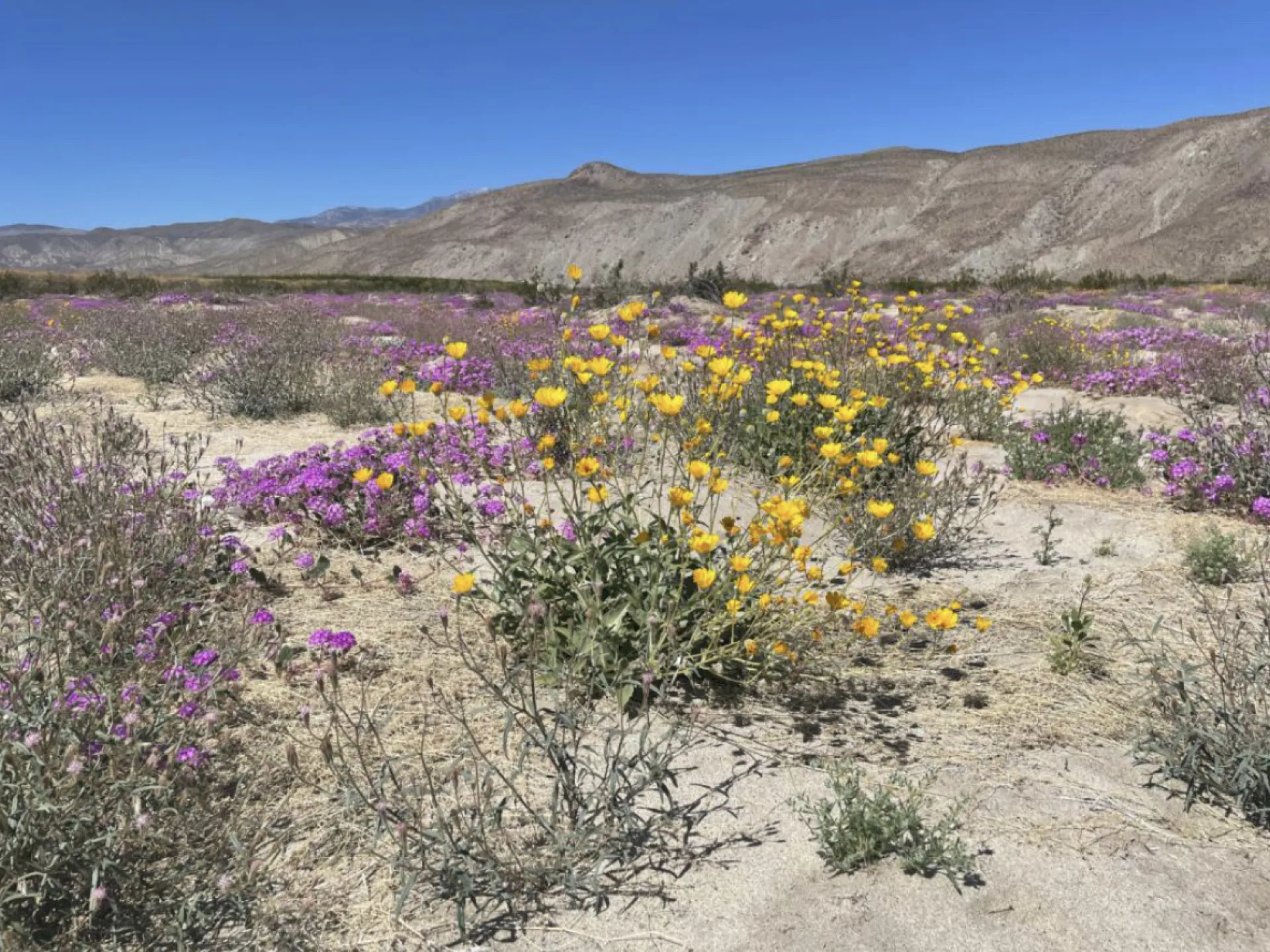 Wildflowers blooming in Anza-Borrego Desert. Taken by Sue Mazingo.
