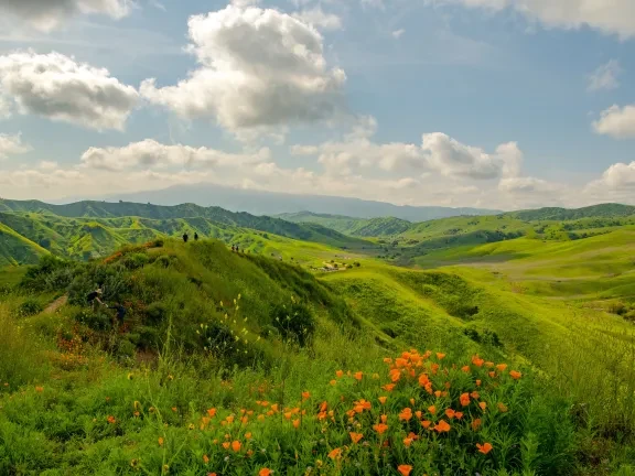 Chino Hills State Park wild flowers