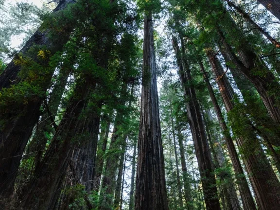 Humboldt 