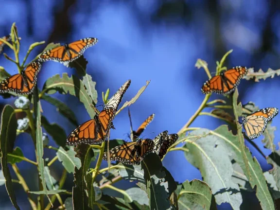 Monarch butterfly
