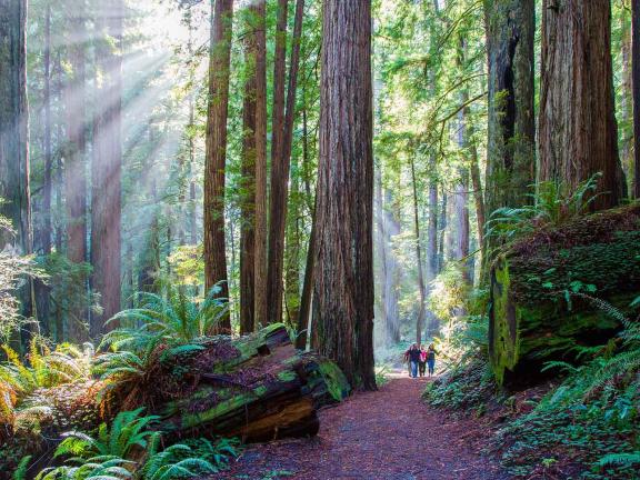 Beautiful forest path through Karl Knapp Trail with sun shining through the trees