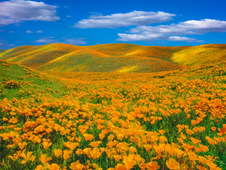 Antelope Valley Poppy Reserve