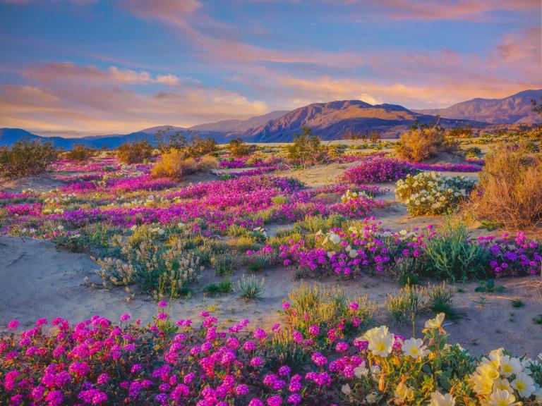 Anza Borrego Flowers