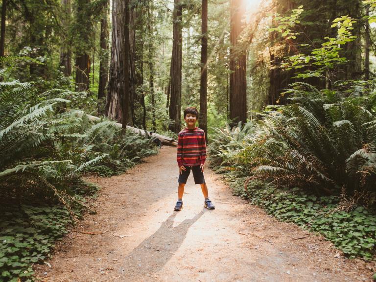 Beam of light, Jedediah Smith Redwoods State Park
