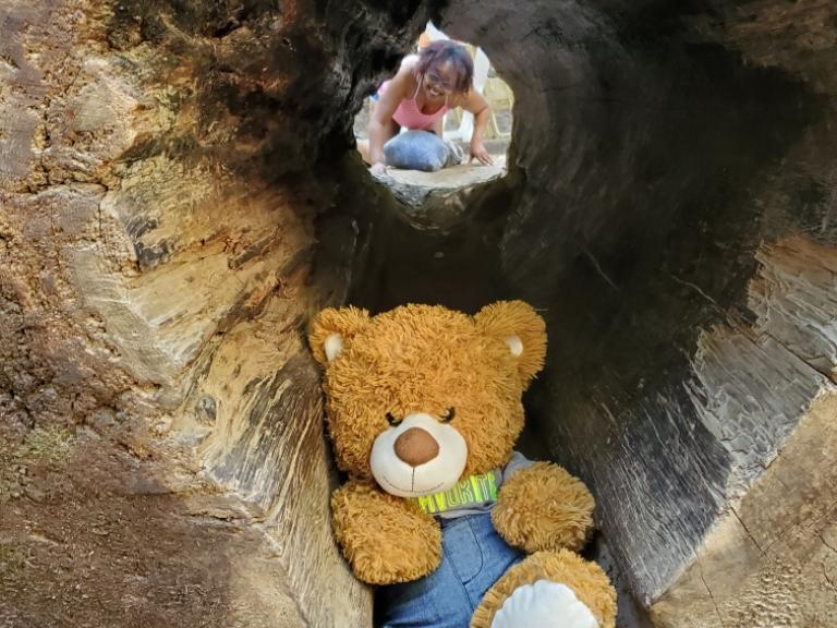 Me and my traveling teddybear, Big Basin Redwoods State Park