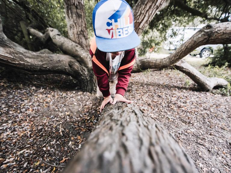 The best climbing tree! Hearst San Simeon State Park
