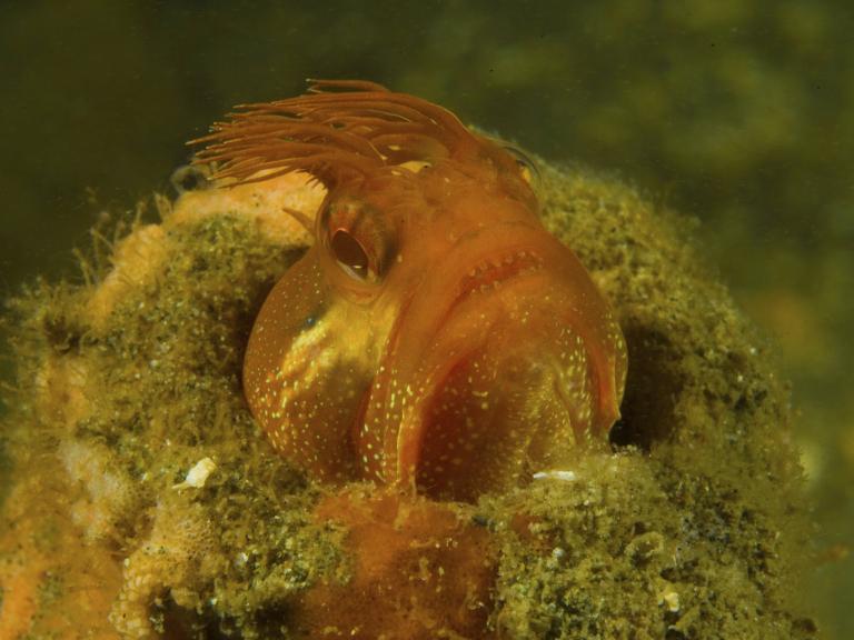 Orange Fringehead Blenny, Morro Bay State Park