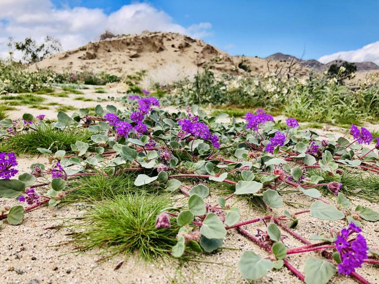 Superbloom, Anza-Borrego Desert State Park