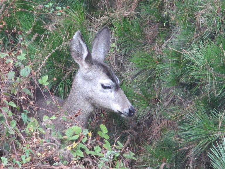 Deer, Point Lobos State Natural Reserve