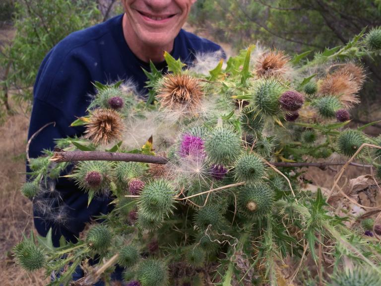 Keith weeded out a "bouquet" of Russian thistle, Rio de Los Angeles State Park