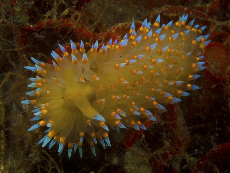 Janolus Barbarensis (a colorful sea slug), Morro Bay State Park