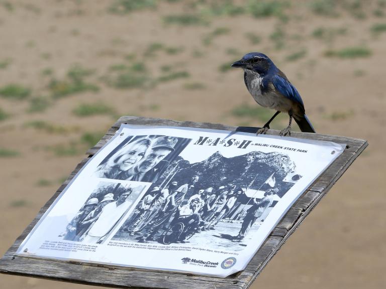 California scrub jay at Malibu Creek State Park