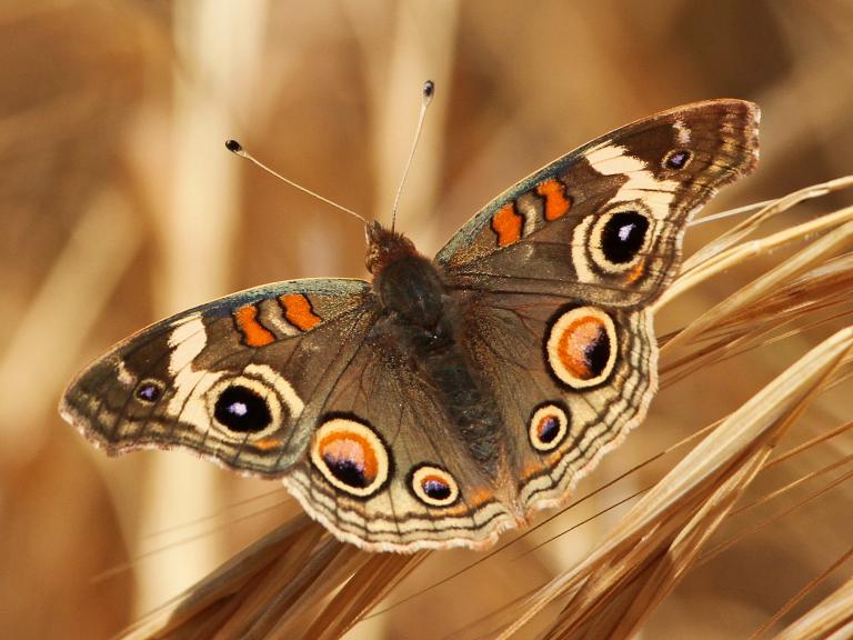 Common Buckeye at Malibu Creek State Park