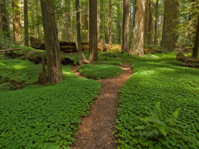 Humboldt Redwoods SP