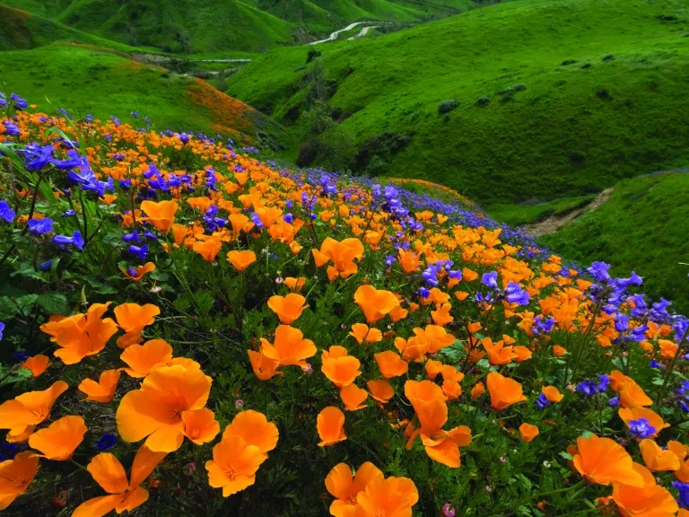 Chino Hills State Park wildflowers