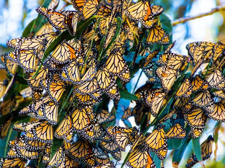 Monarch cluster at Lighthouse Field State Beach