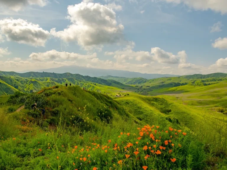 Chino Hills State Park wild flowers 