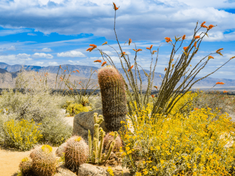 Anza-Borrego Desert State Park