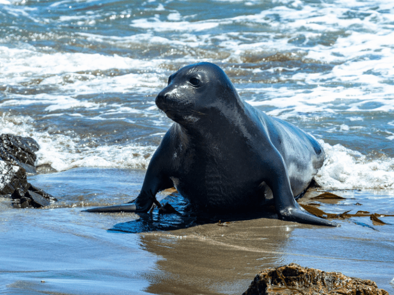 Elephant Seal