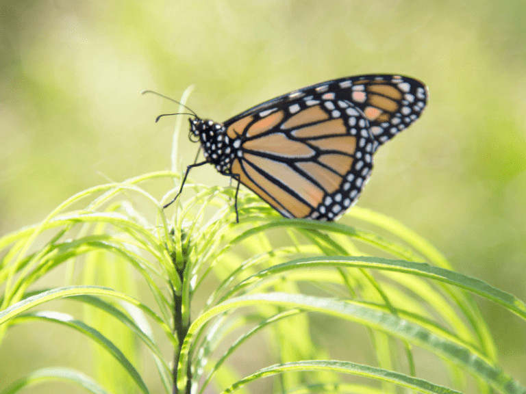 Monarch butterfly