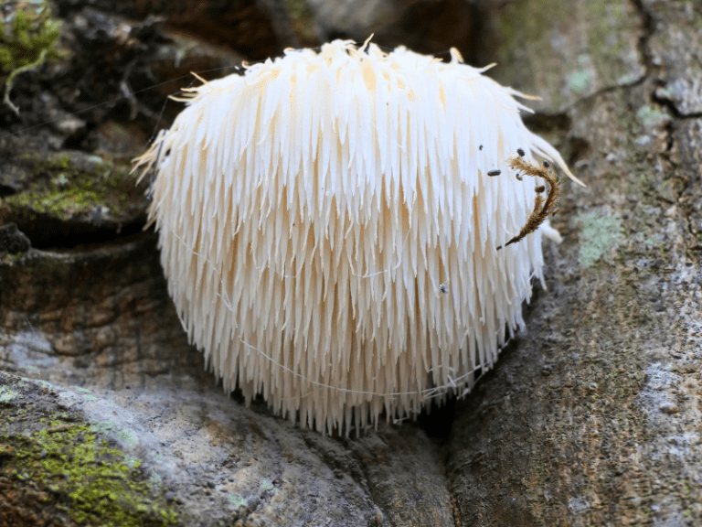 Lion's Mane