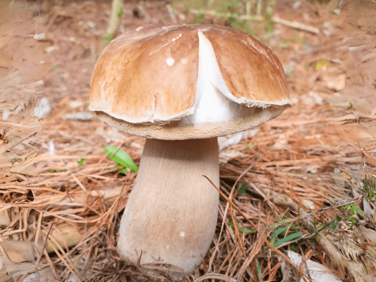 King Bolete