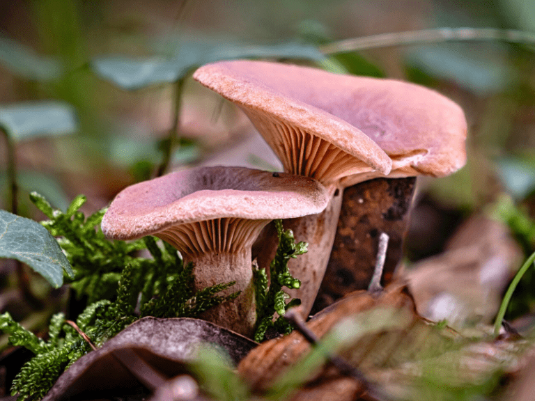 Candy Cap