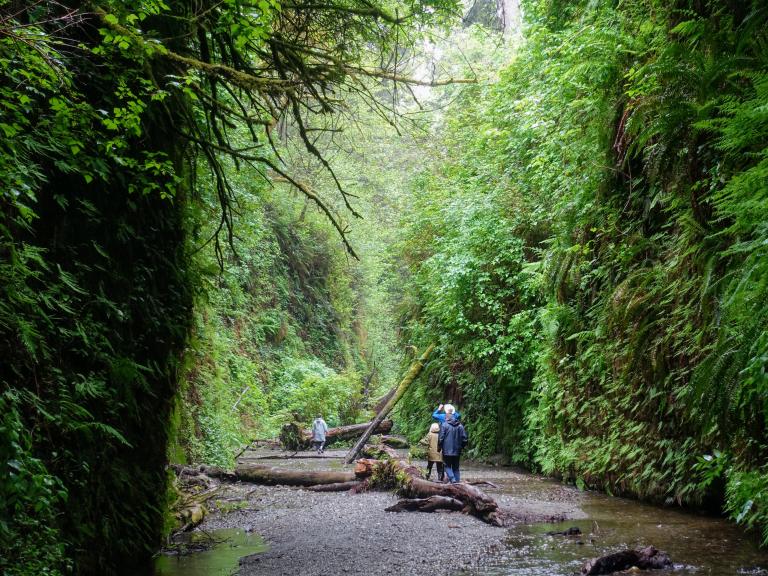Prairie Creek Redwoods State Park