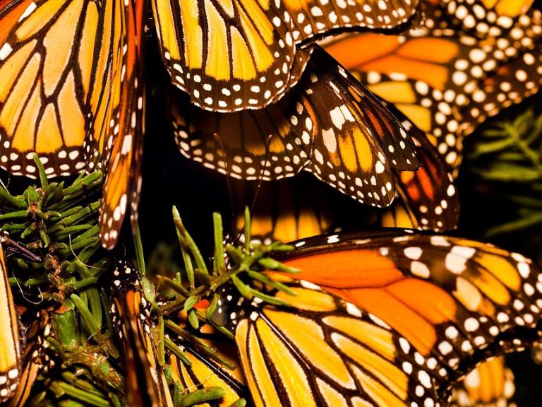 Monarchs