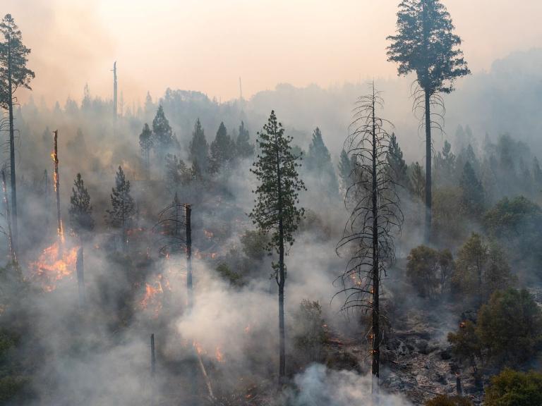 Wildfire