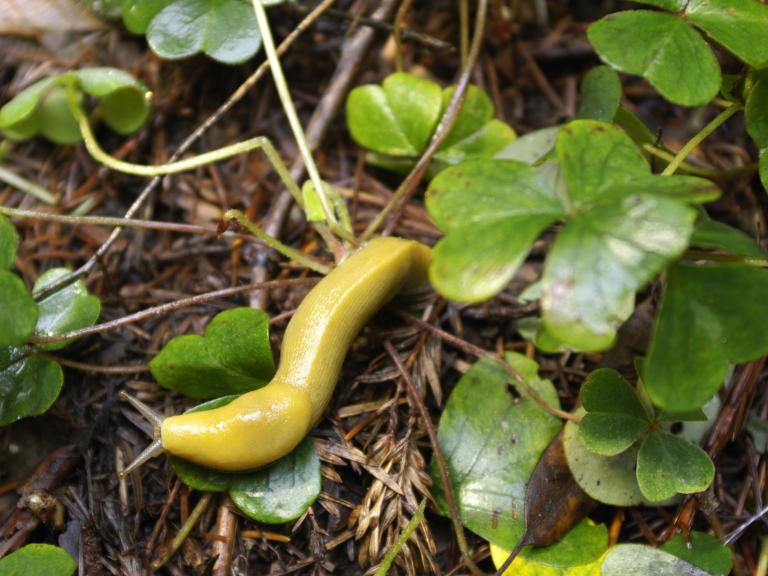 Banana Slug