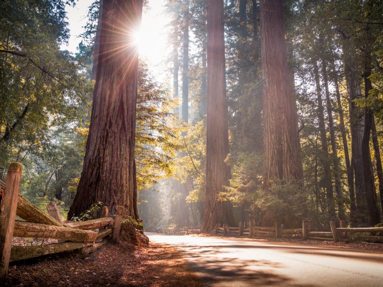 Big Basin