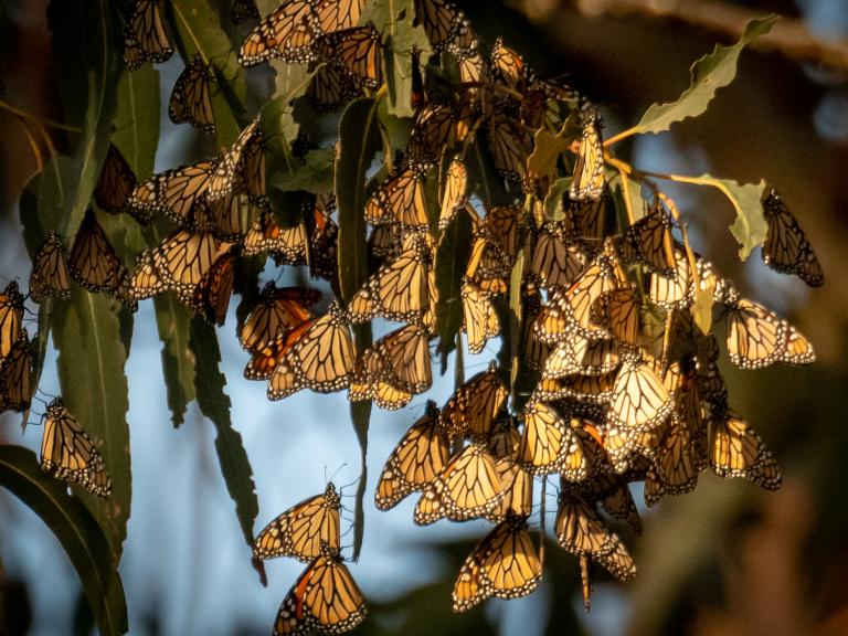Monarch Count Currently Happening Across California November 16 - December 8