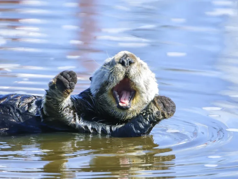 Happy otter