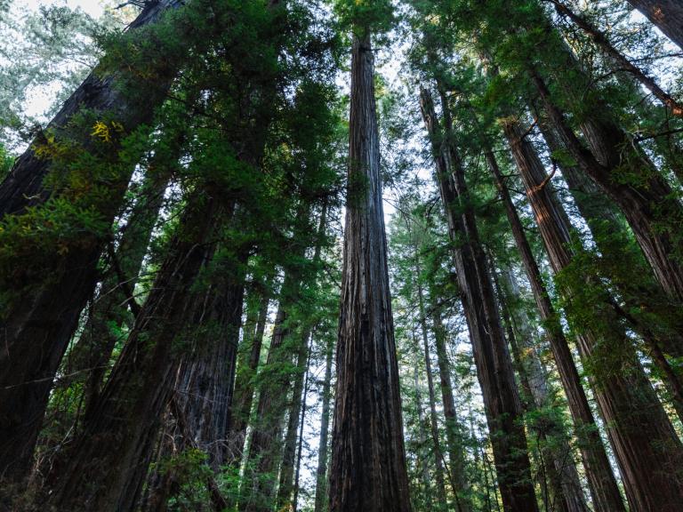 Humboldt 