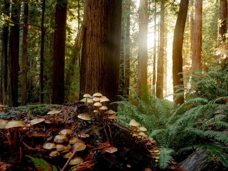 Mushrooms in redwood state park