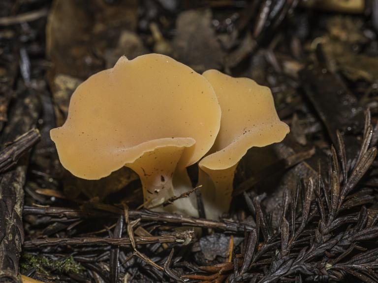 Apricot Jelly Mushroom