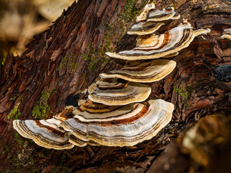 Mushrooms