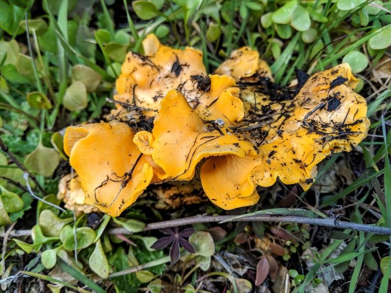 Golden Chanterelle 